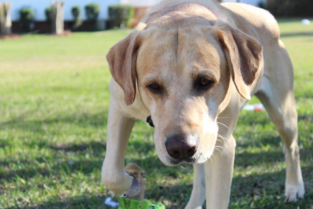 Mastering Lawn Game Etiquette for Fun and Fair Play