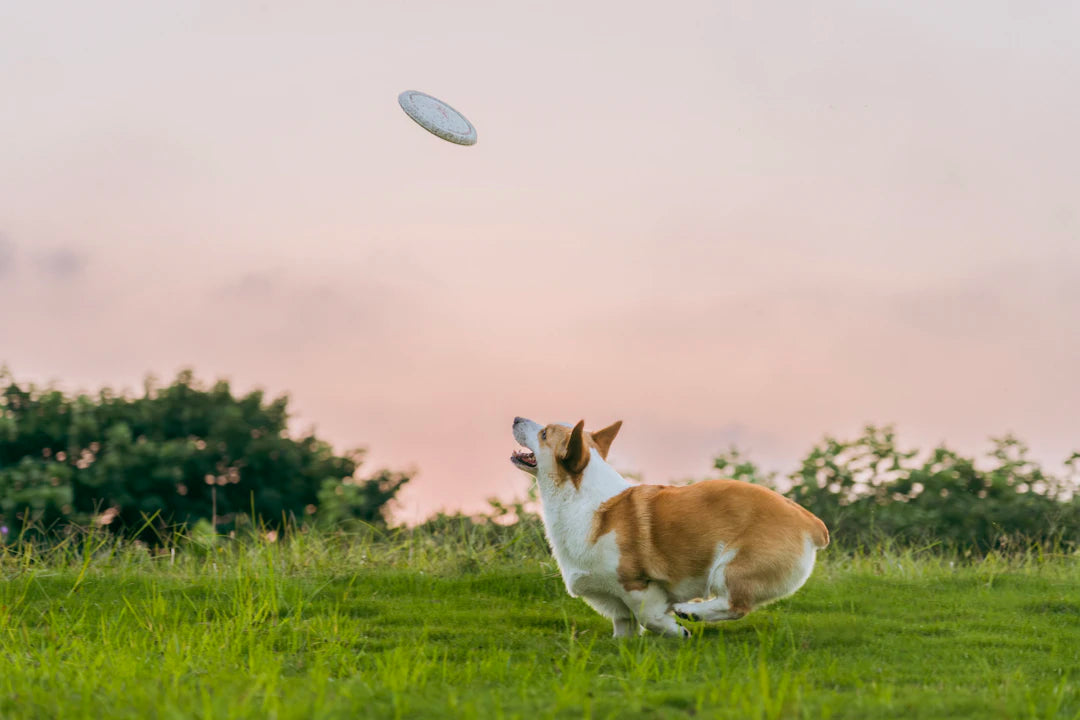 The Health Benefits of Lawn and Beach Games