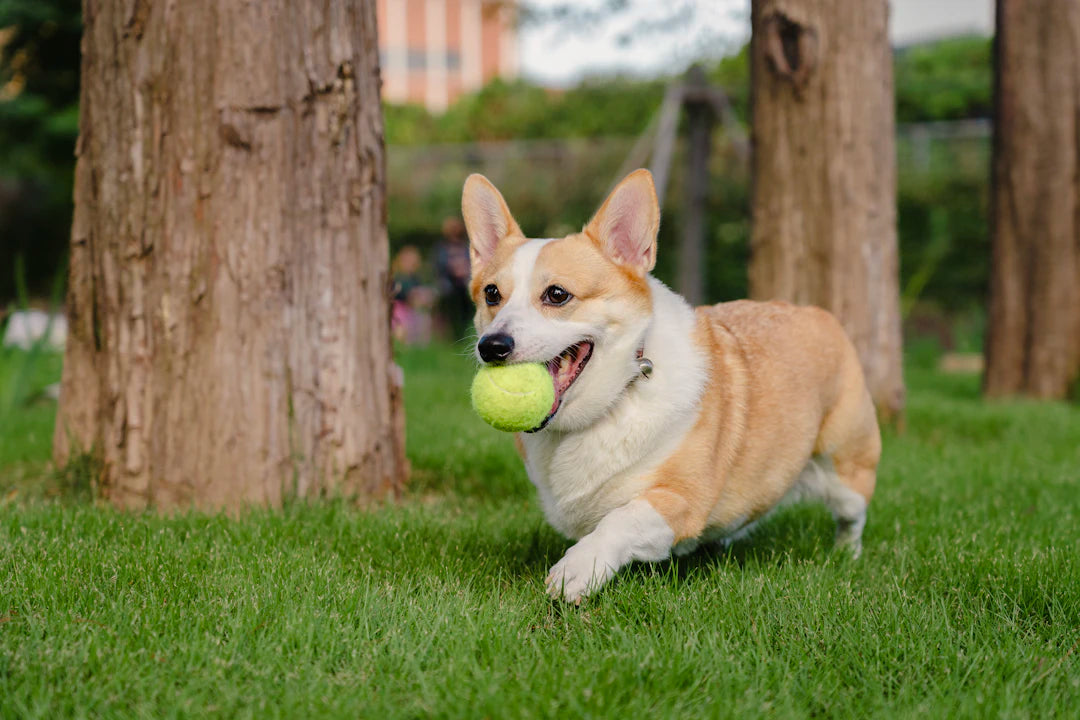 Enhancing Lawn Game Fun with Technology
